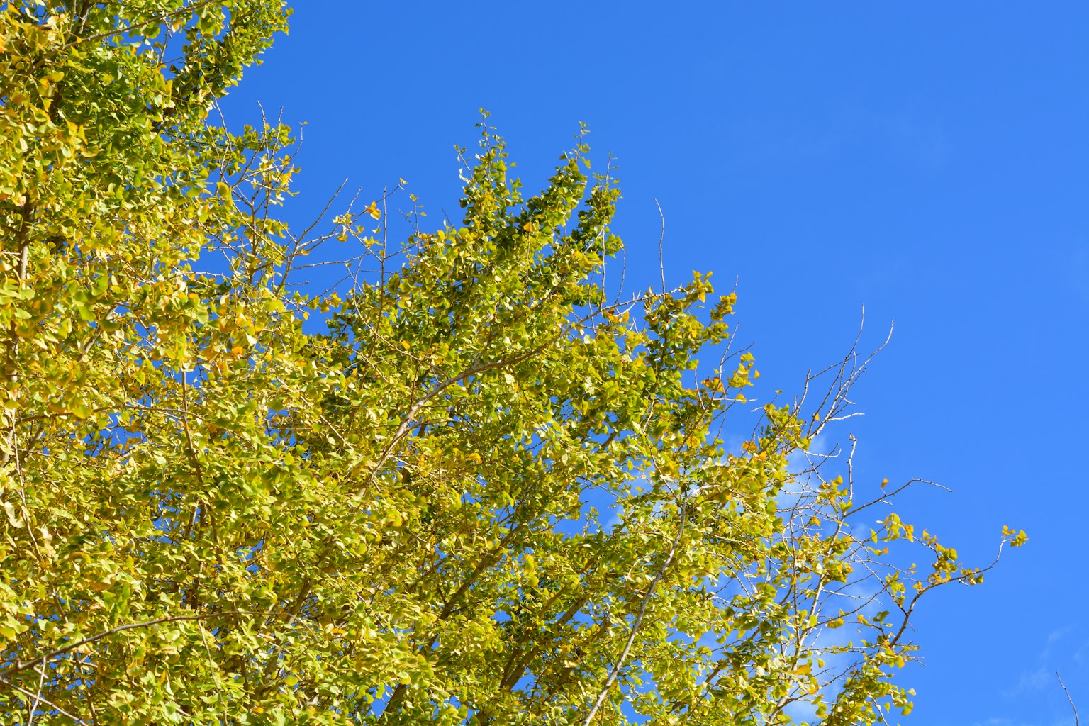 Arbre avec des feuilles jaunes sous un ciel bleu clair