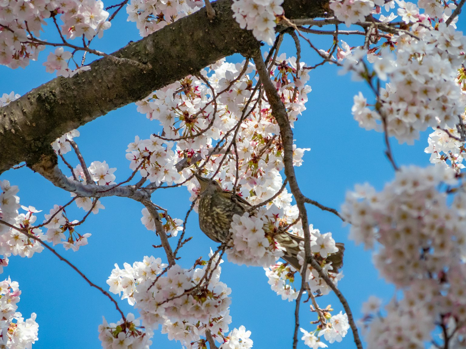 Primo piano di fiori di ciliegio e rami contro un cielo blu