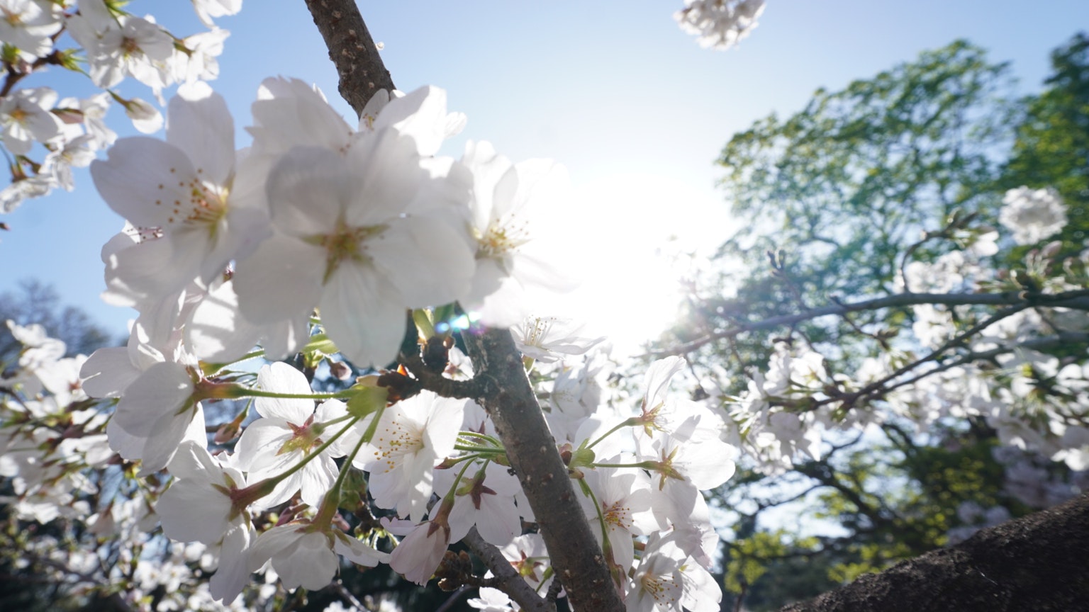 Schöne weiße Kirschblüten mit Sonnenlicht, das durch eine Frühlingslandschaft scheint