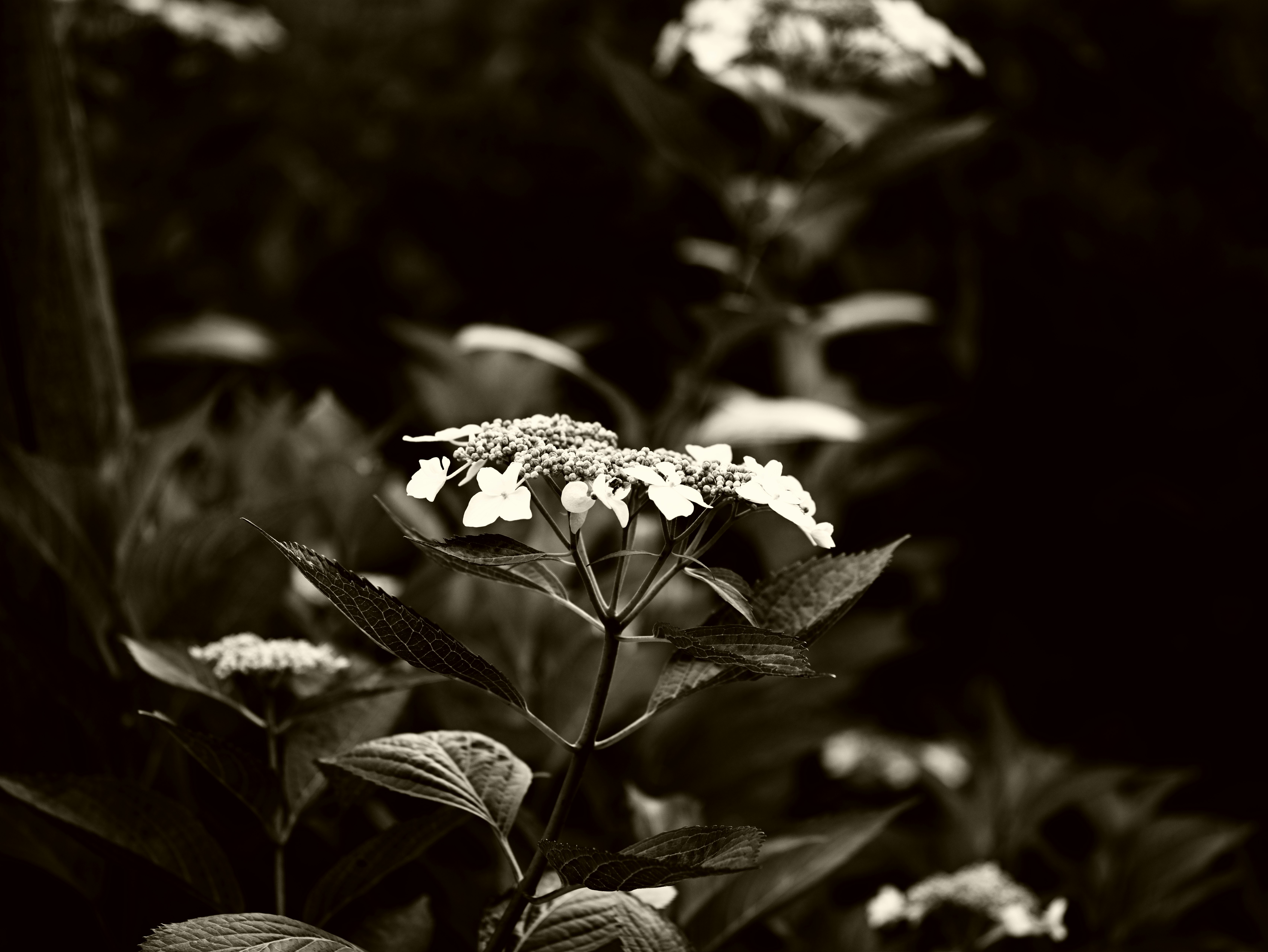 close-up of small flowering plants like a tiny bouquet