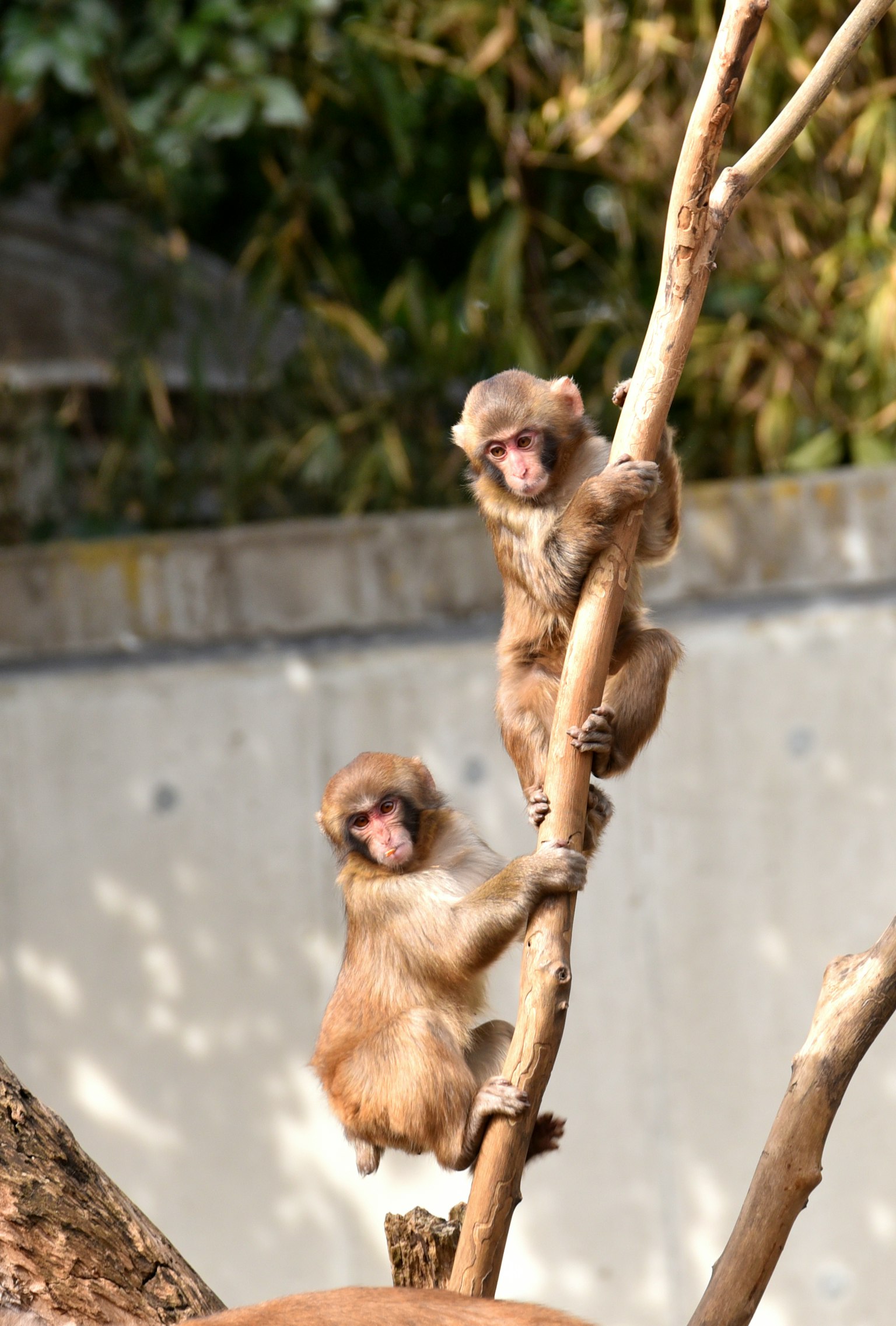 Deux singes jouant sur une branche d'arbre