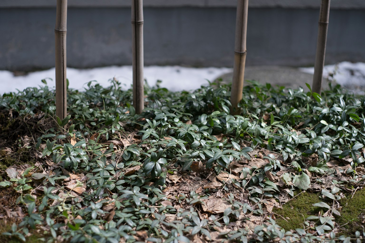 Terreno coperto di foglie verdi e foglie secche con bamboo sullo sfondo
