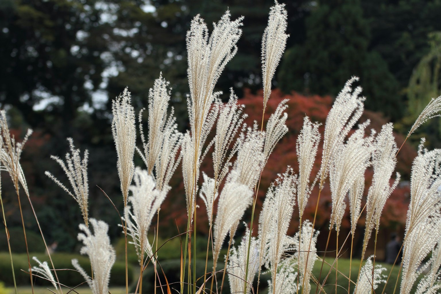 Weißes Pampasgras, das im Wind weht