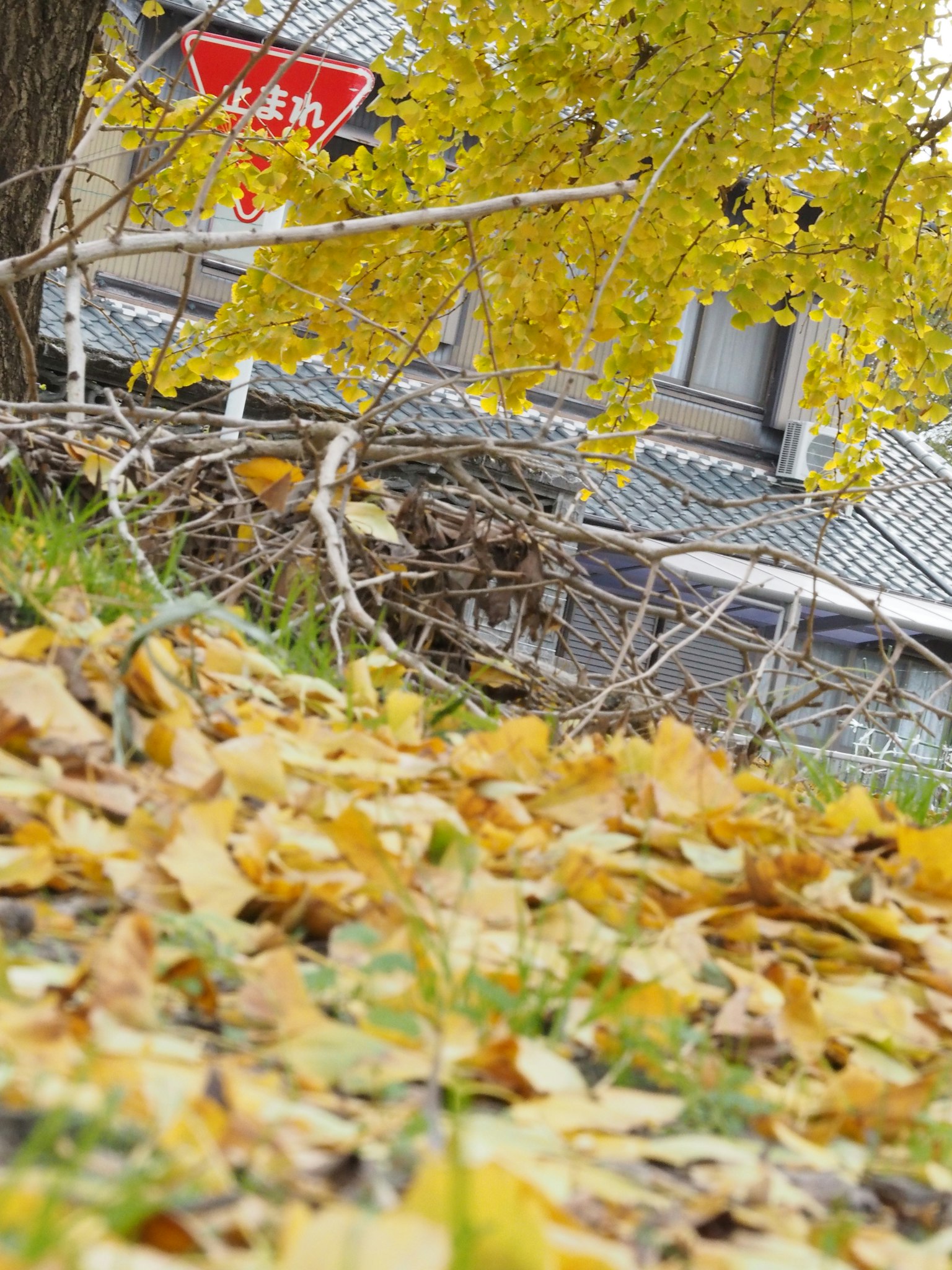 Autumn scene with scattered yellow leaves and a building in the background