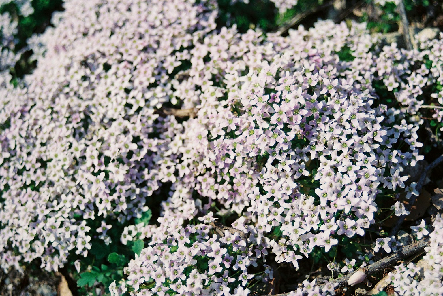Nahaufnahme einer Pflanze mit Gruppen von kleinen hellvioletten Blumen