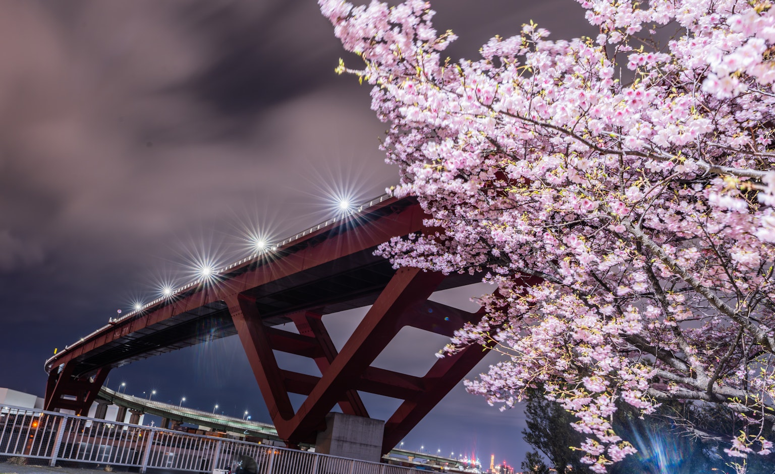 ทิวทัศน์ยามค่ำคืนของสะพานพร้อมดอกซากุระบาน