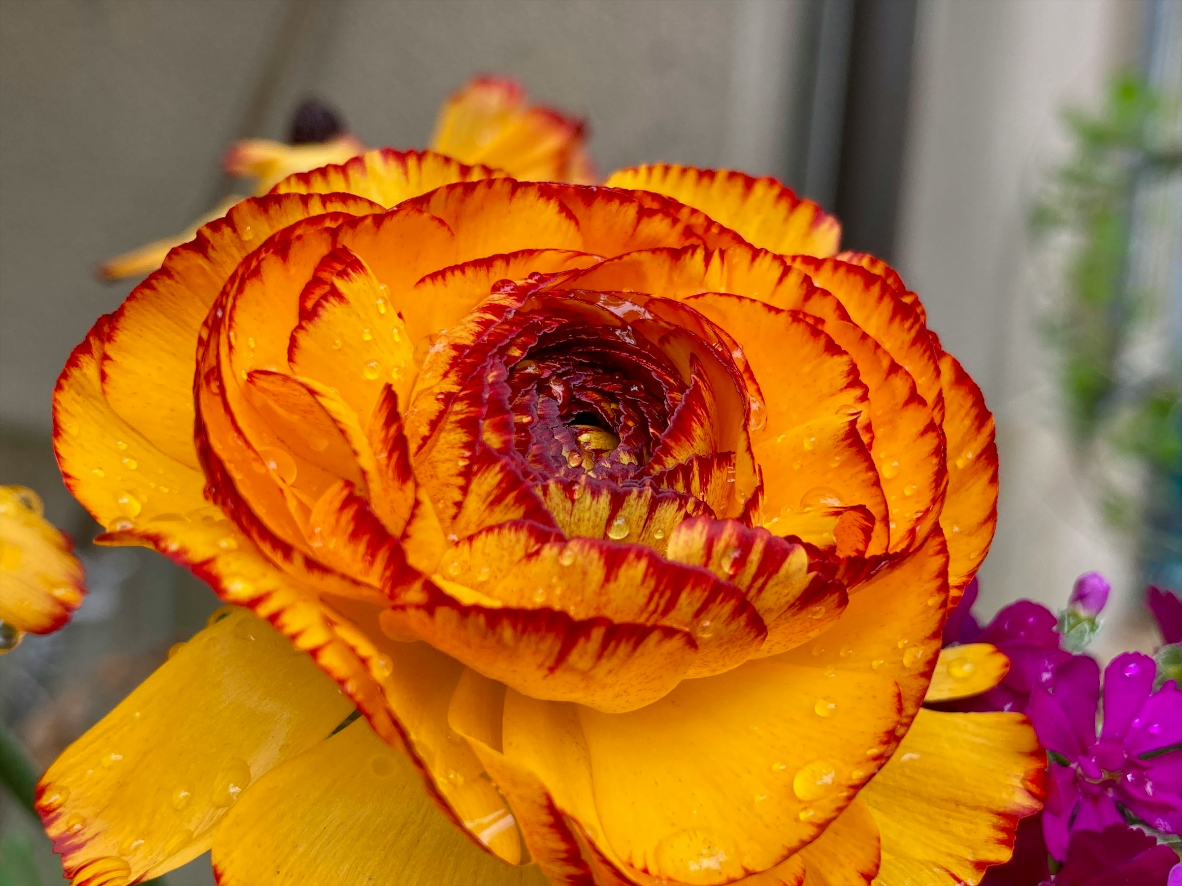 オレンジと黄色のバラの花びらのクローズアップ