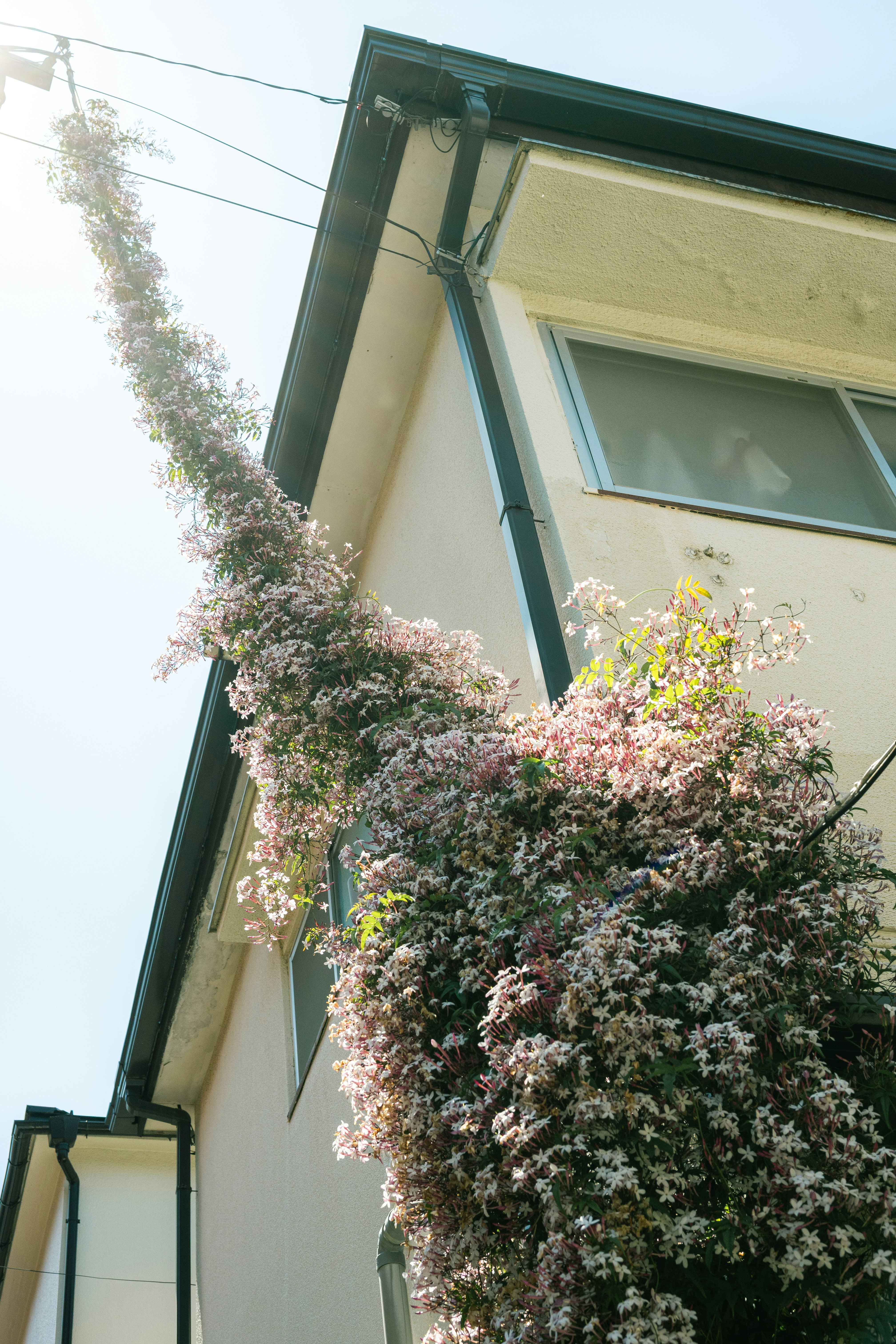 電線のある歴史的なアパートの外壁と花の咲く植栽