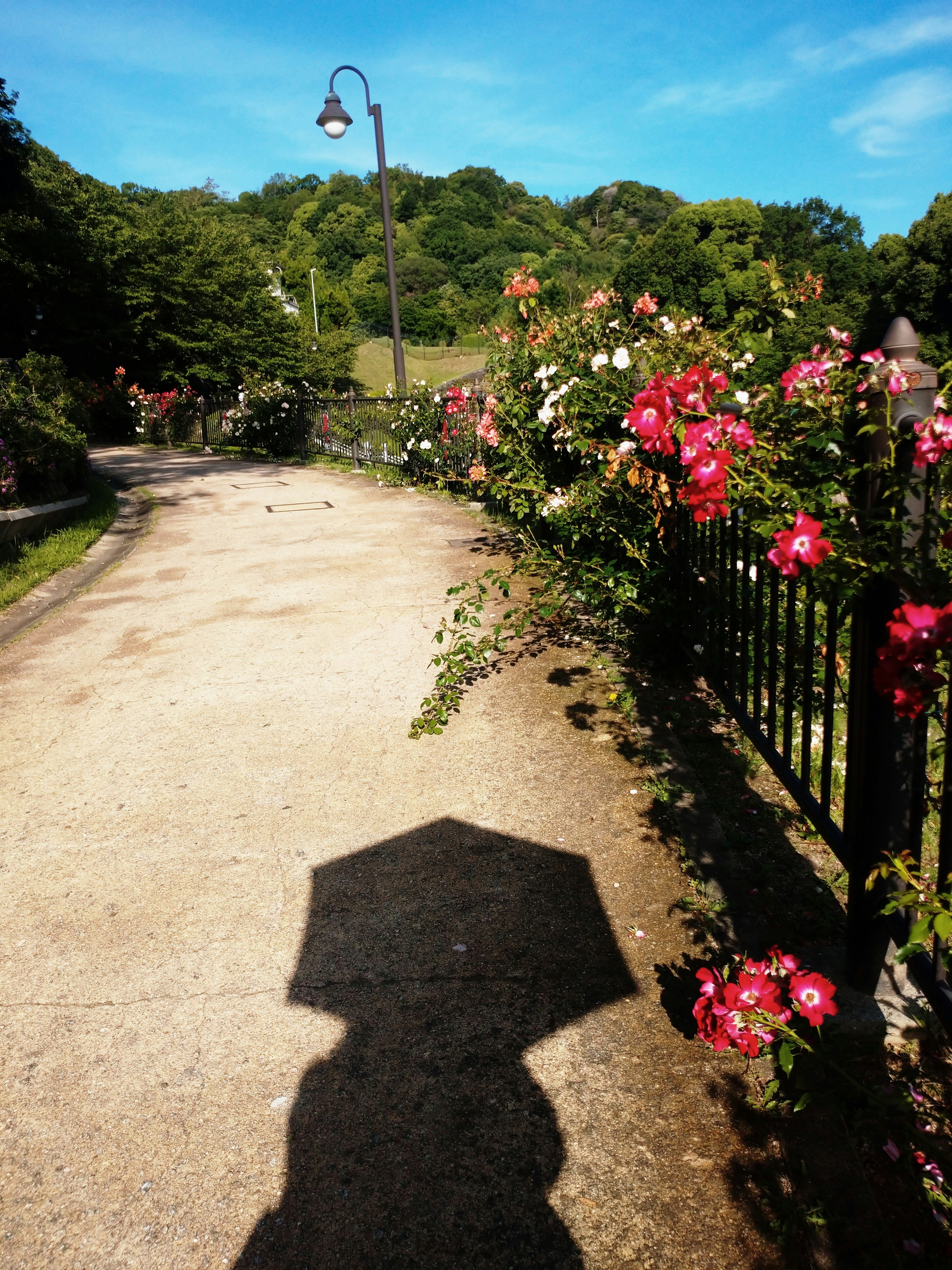 並木道の花壇に咲くバラと影のある散歩道