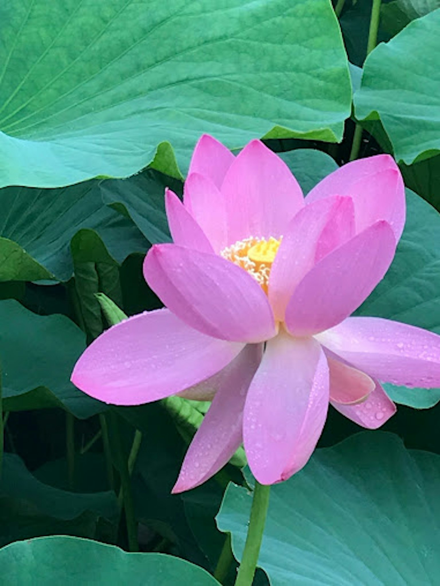 美麗的粉紅色蓮花與綠色葉子