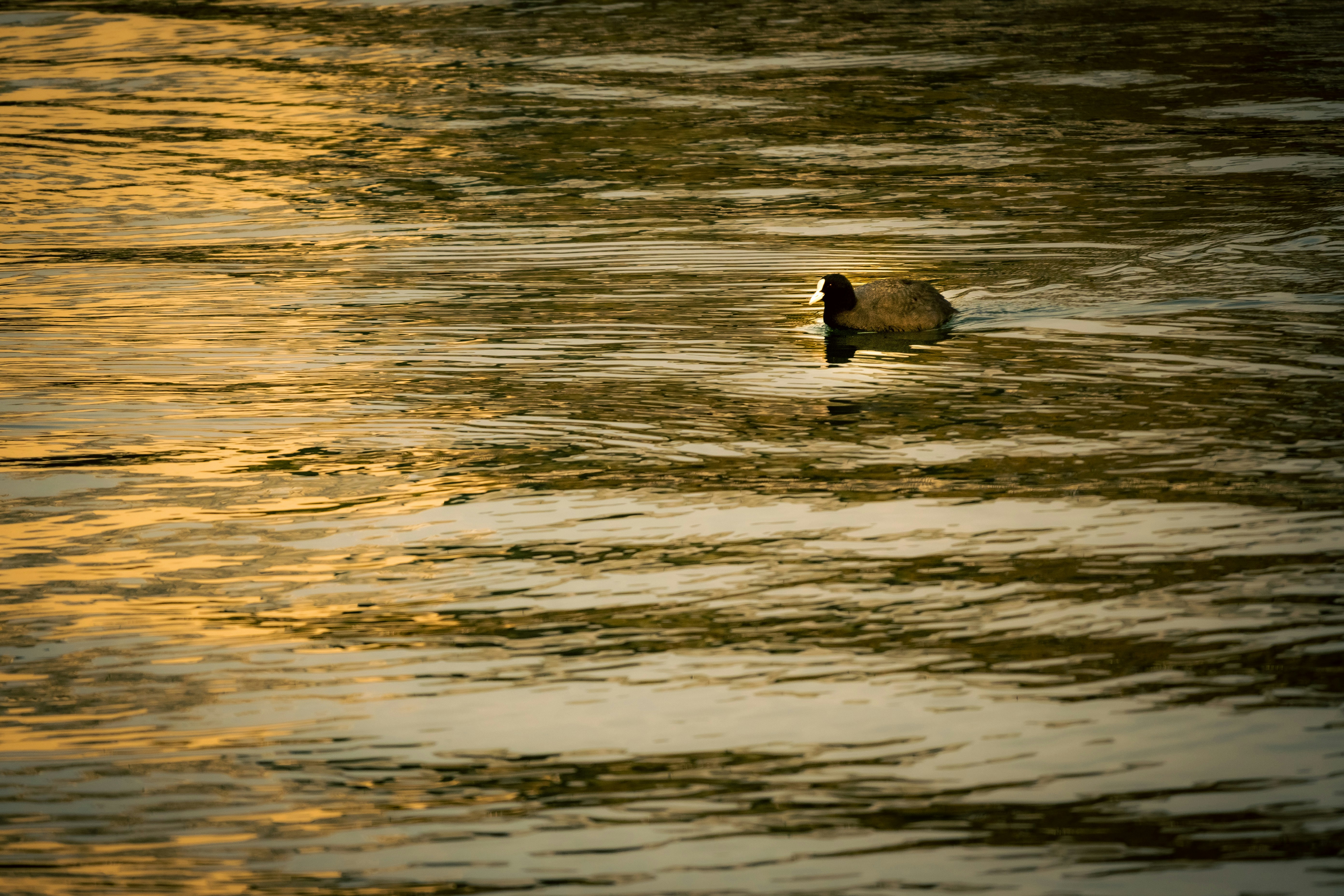 夕暮れの波打ち際を歩くカモ