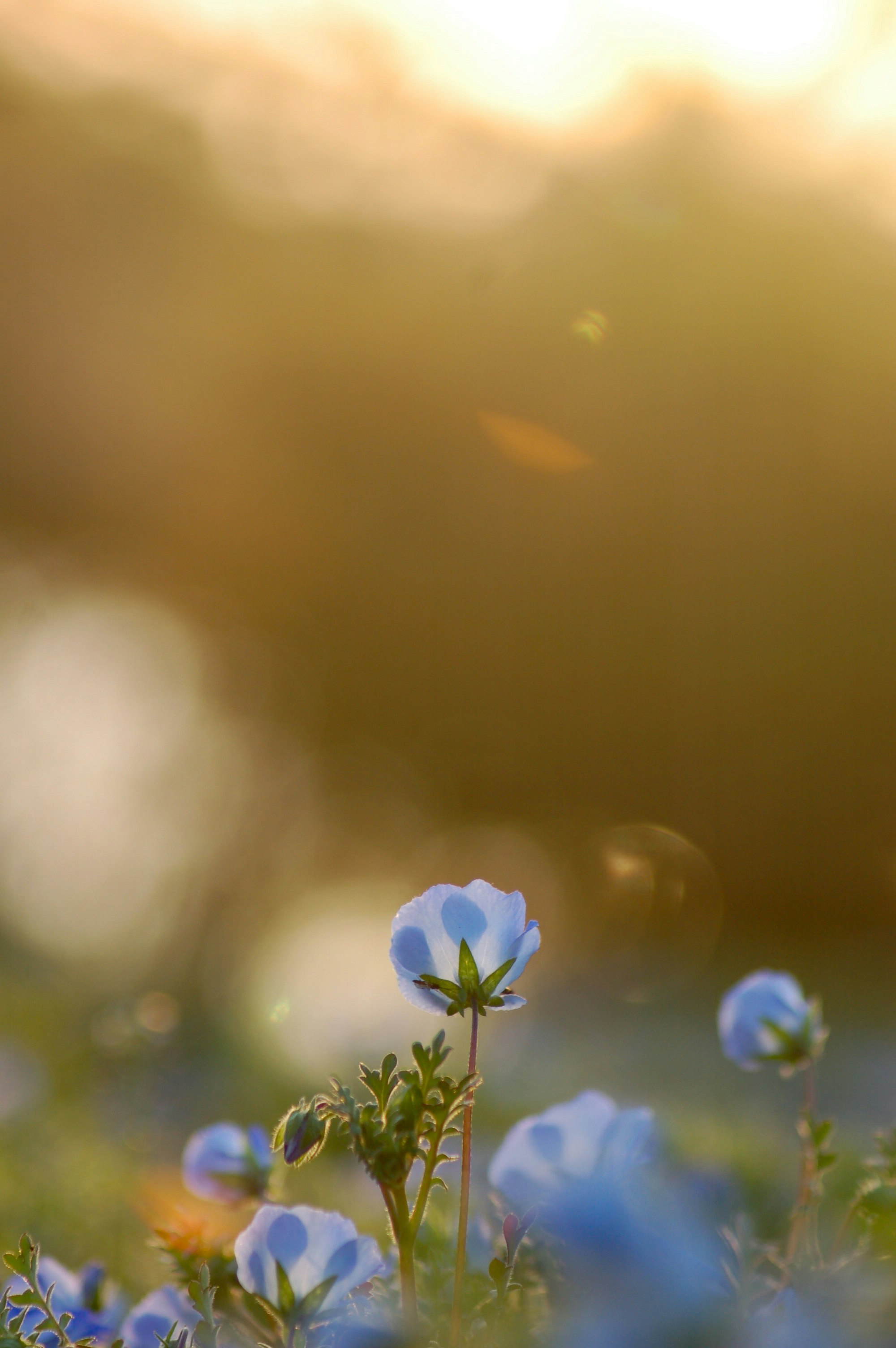 ネモフィラの花と玉ボケのある春の草地