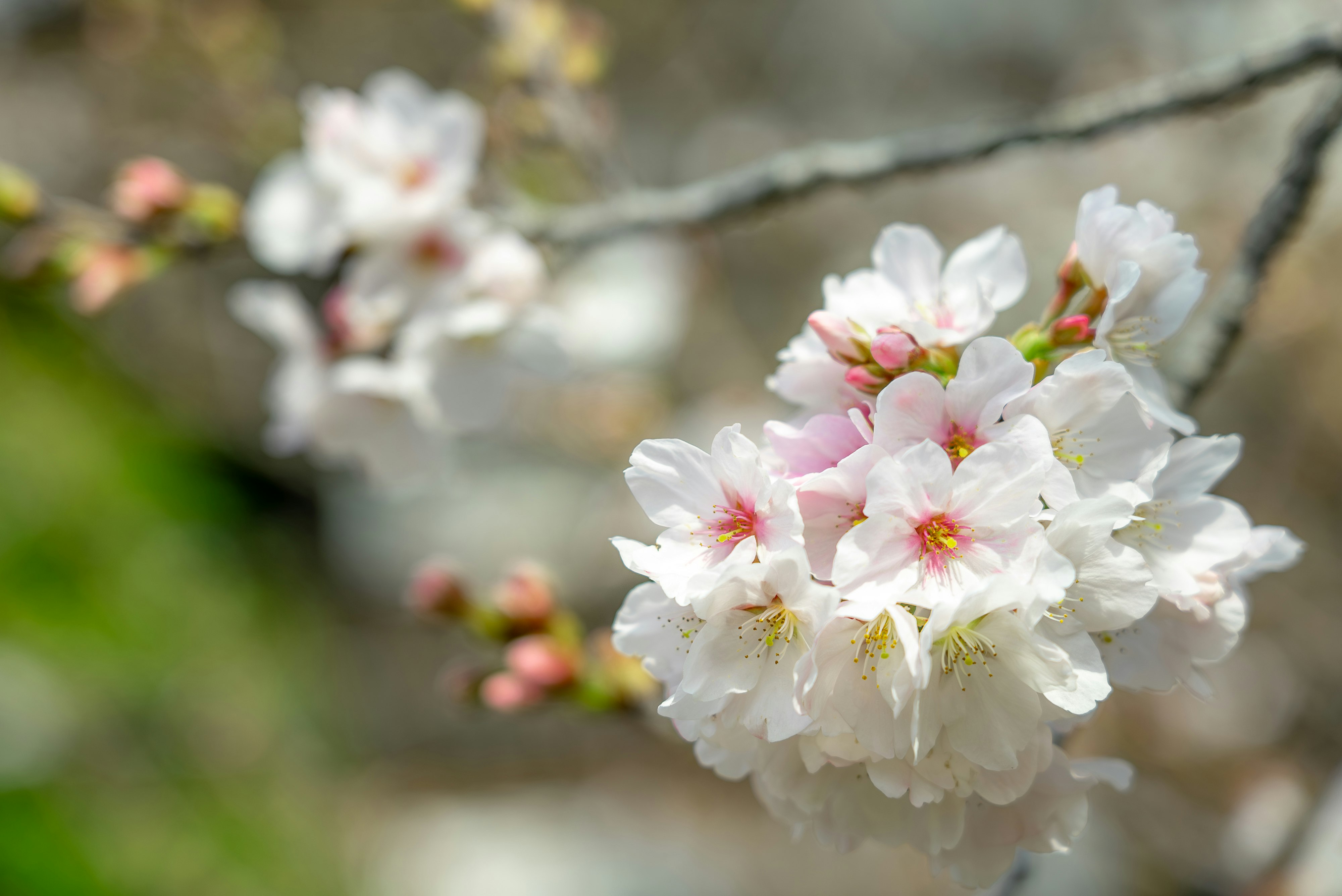 Nahaufnahme weißer Blüten an einem Zweig