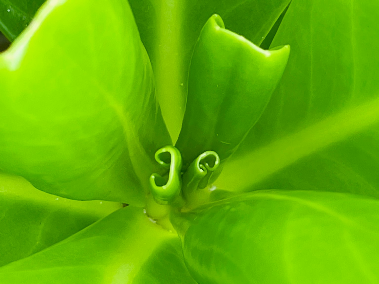 Close-up of new growth at the center of a green leaf