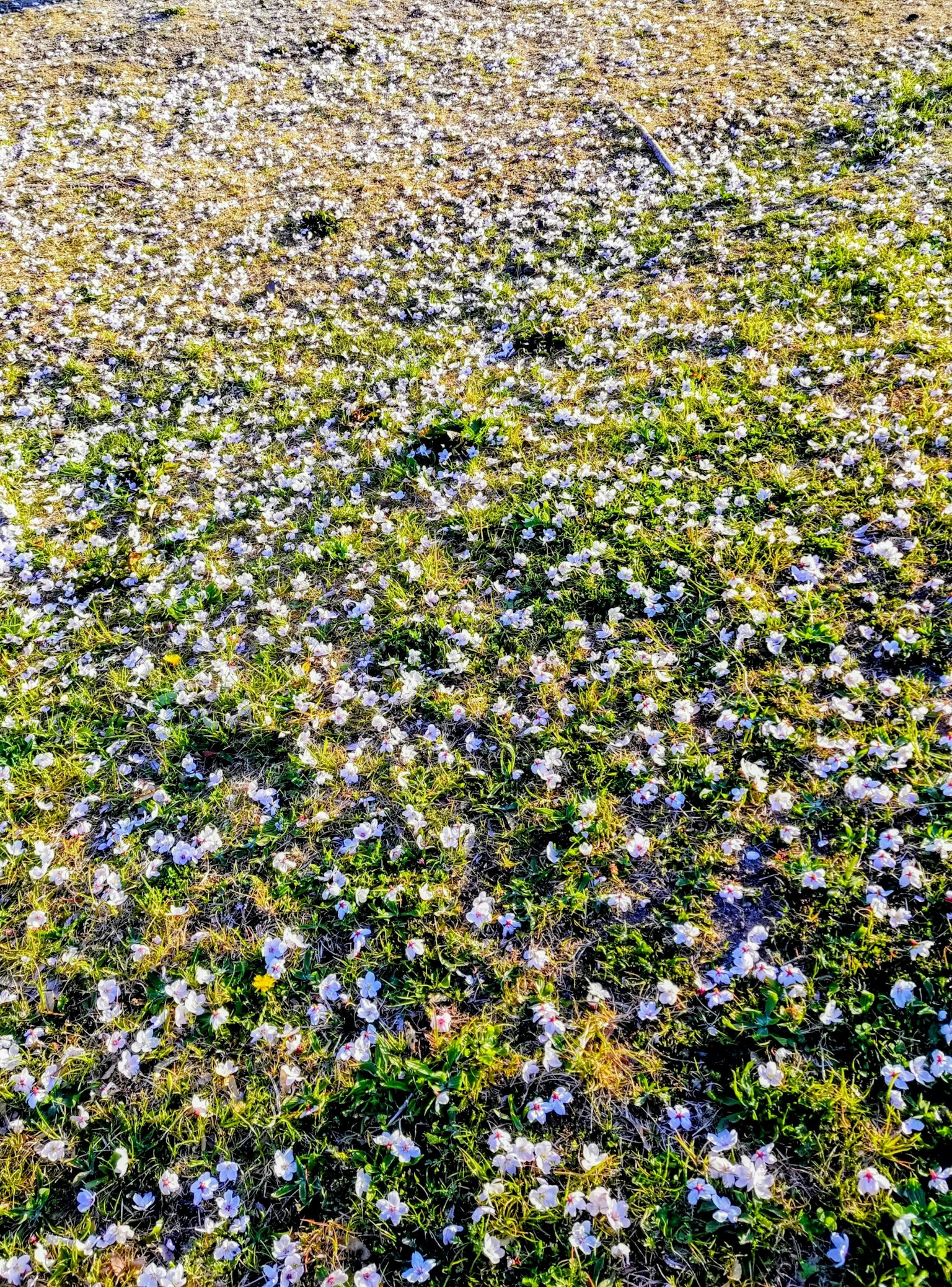 Karpet bunga ungu yang tersebar di atas rumput hijau