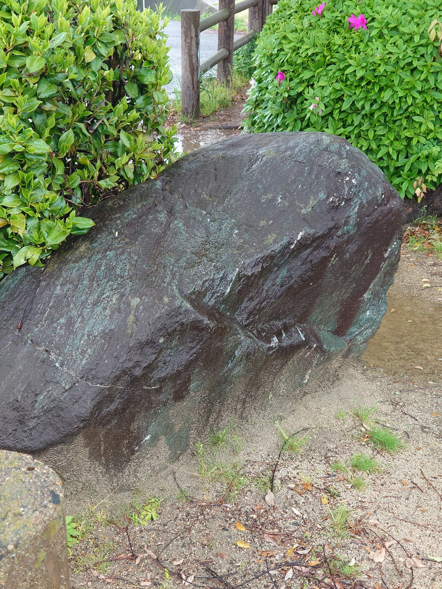 Grande roccia ricoperta di gocce d'acqua circondata da piante verdi