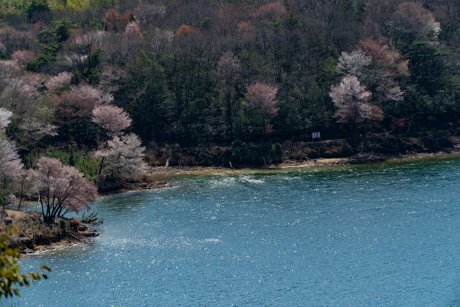 Scenic view of a blue lake surrounded by cherry blossom trees
