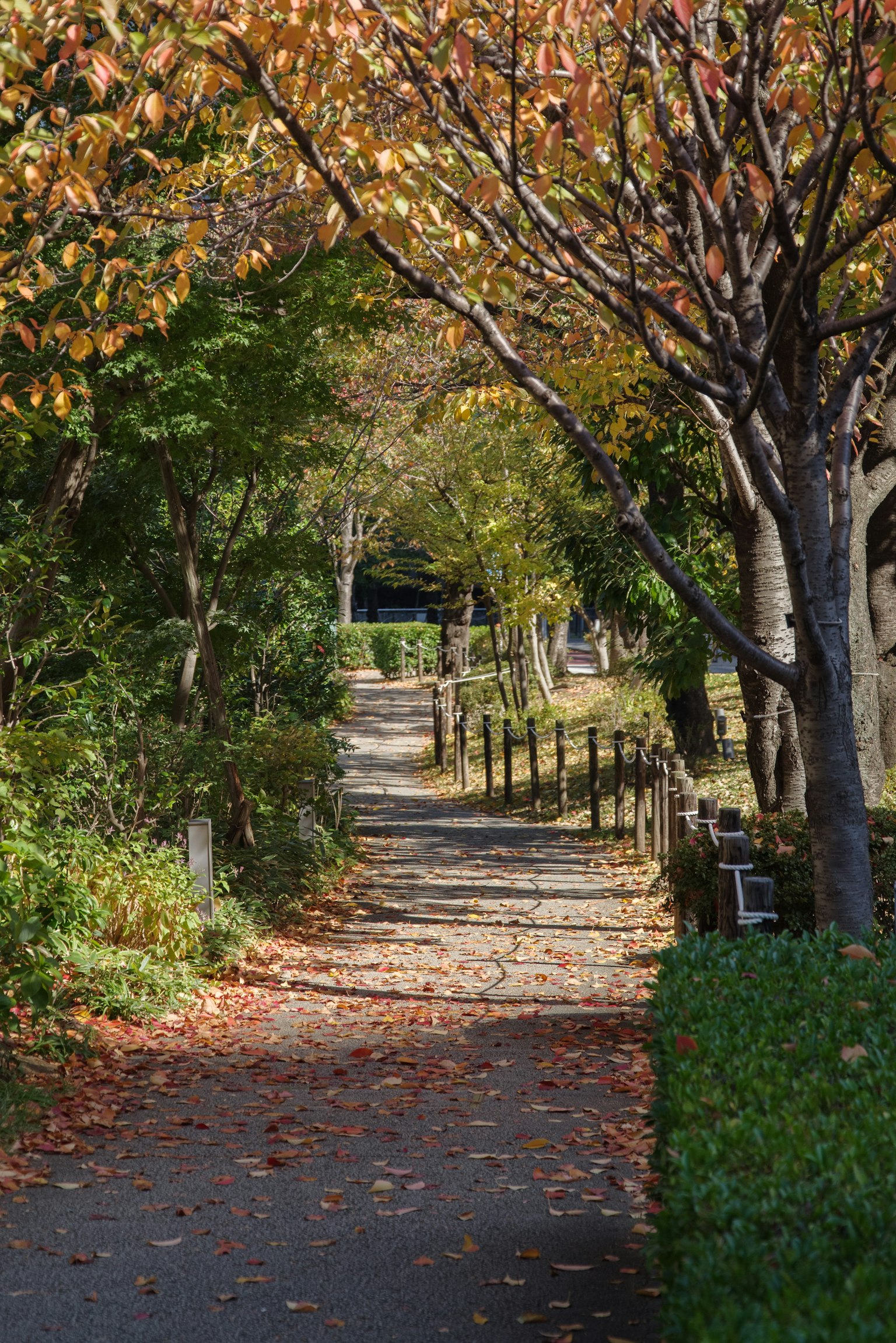 Malersicher Weg gesäumt von Bäumen und Herbstlaub