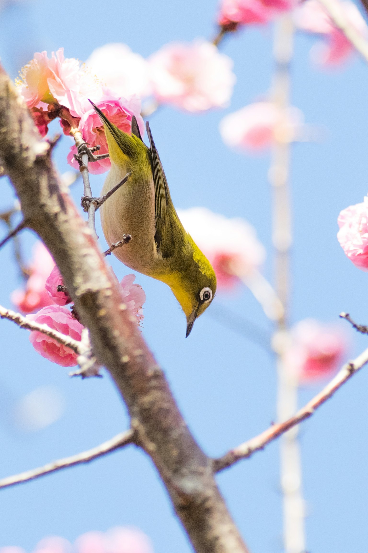 Petit oiseau perché sur des fleurs de cerisier sous un ciel bleu