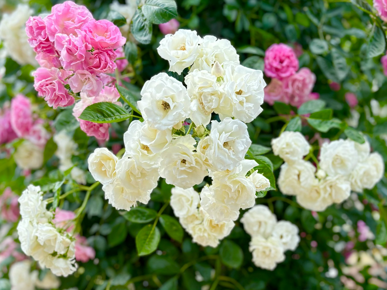 Bush with blooming white and pink roses