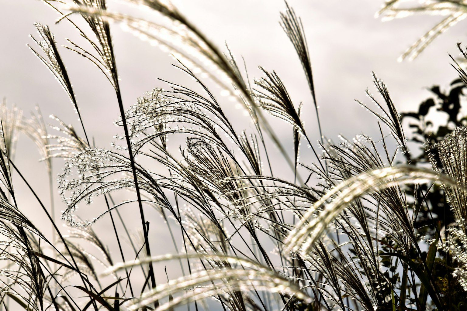 Ein Feld mit schwankendem Gras und einem bewölkten Himmel im Hintergrund
