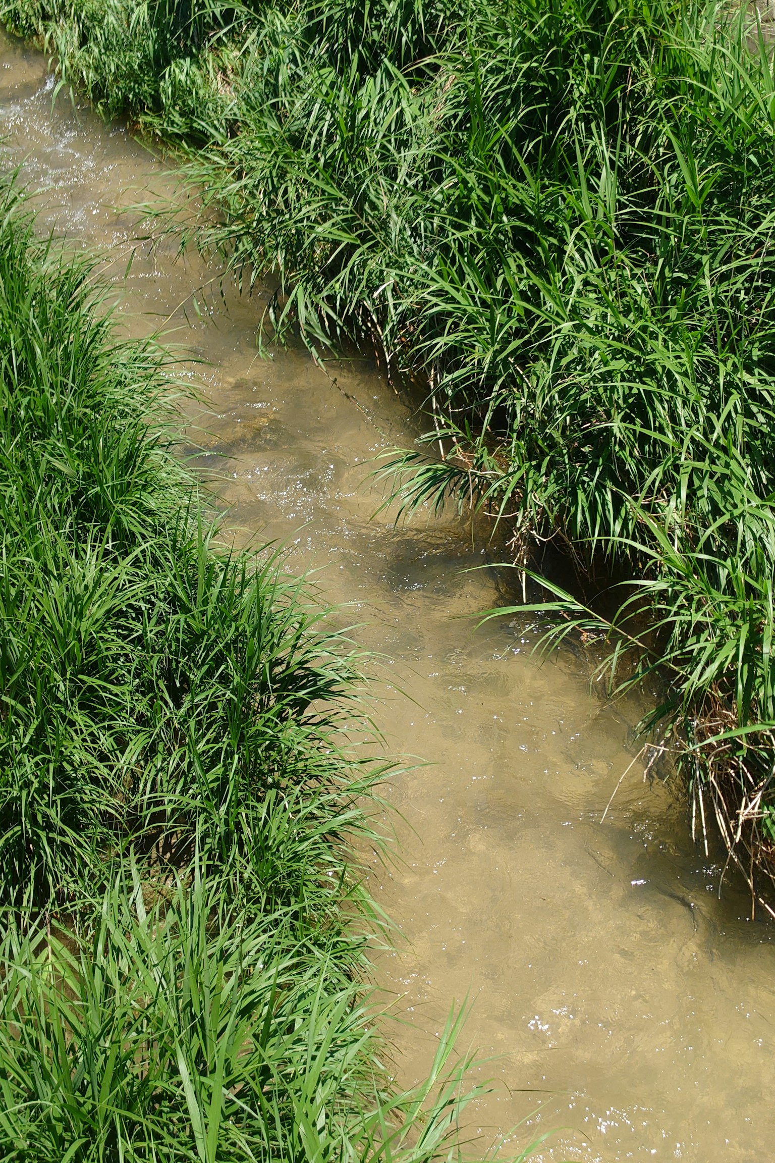 Un petit ruisseau entouré d'herbe verte luxuriante