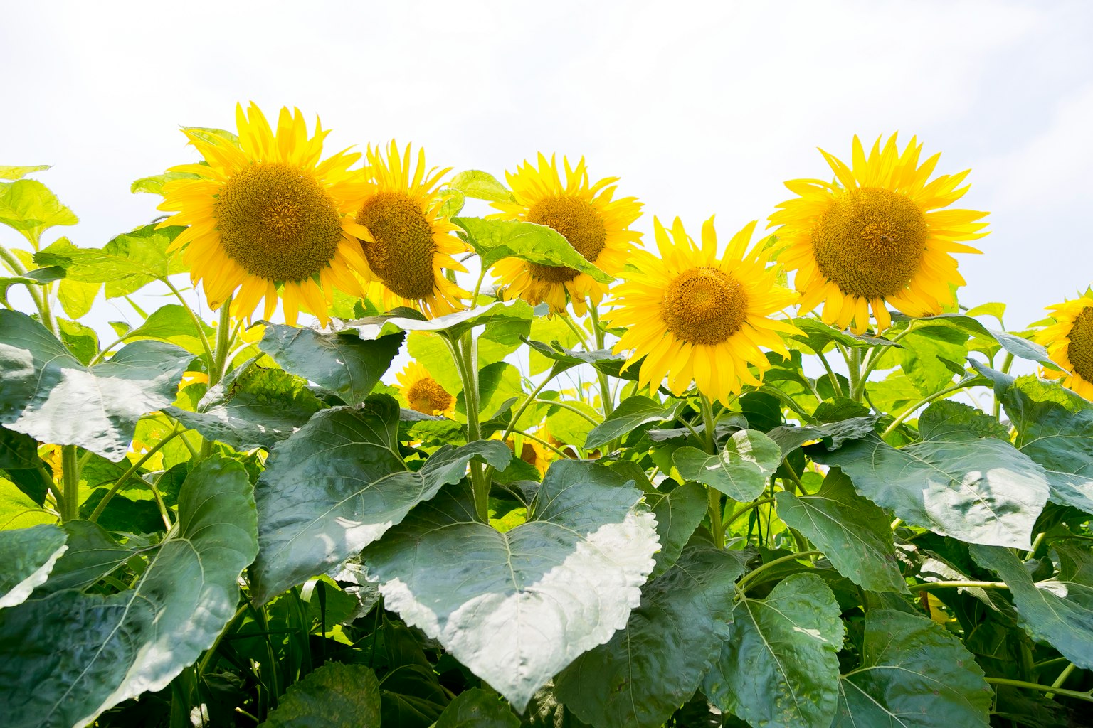Champs de tournesols en fleurs sous un ciel lumineux
