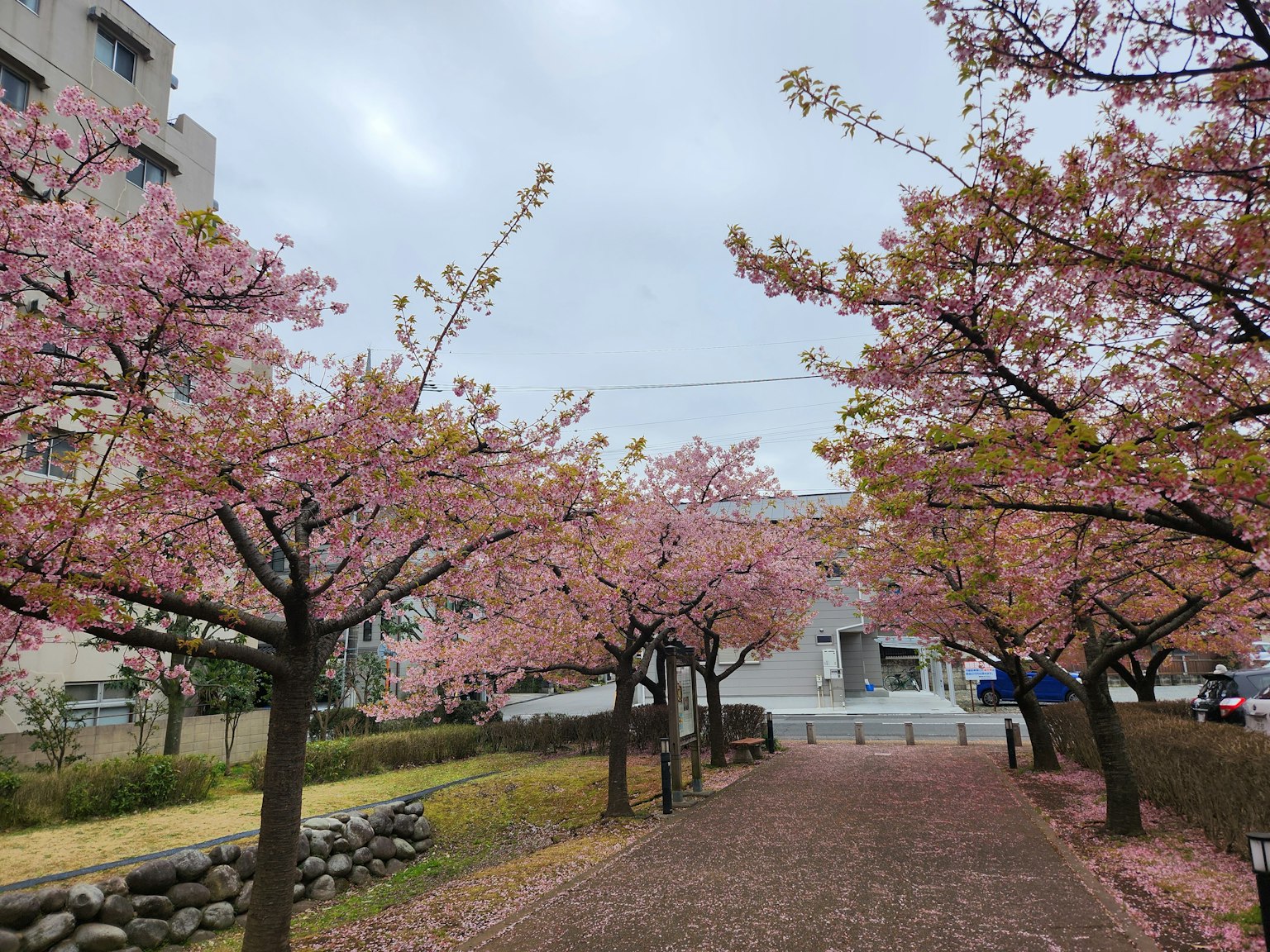 Weg gesäumt von Kirschblütenbäumen, die unter einem bewölkten Himmel in sanften Rosa blühen