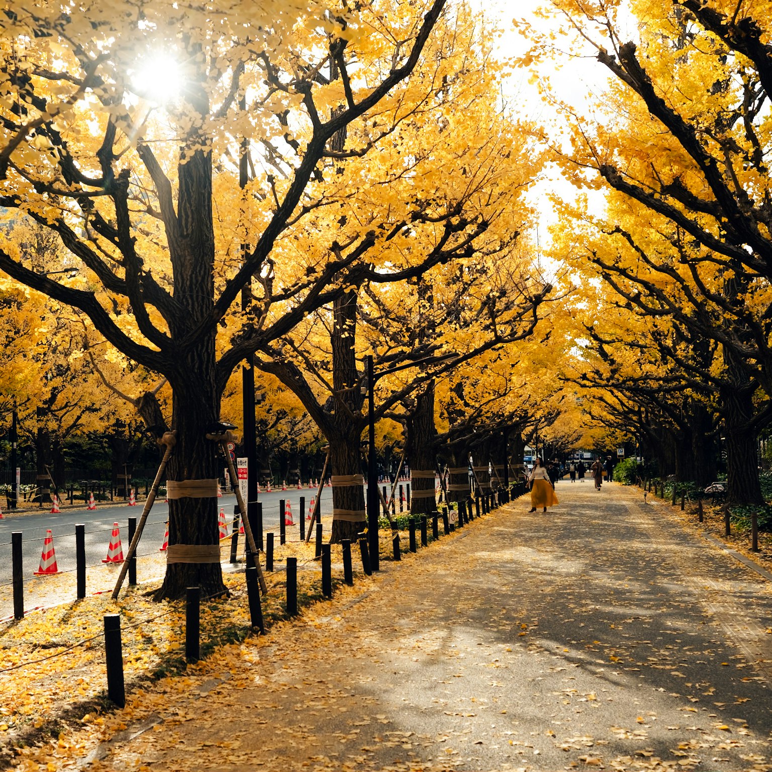 Jalan yang dikelilingi pohon ginkgo di musim gugur dengan daun kuning yang jatuh