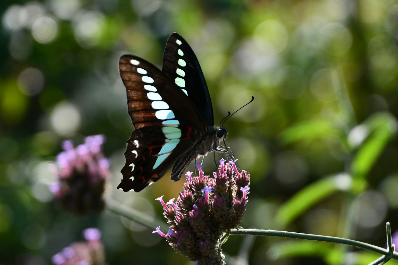 Schwarze Schmetterling mit blauen Mustern auf lila Blumen