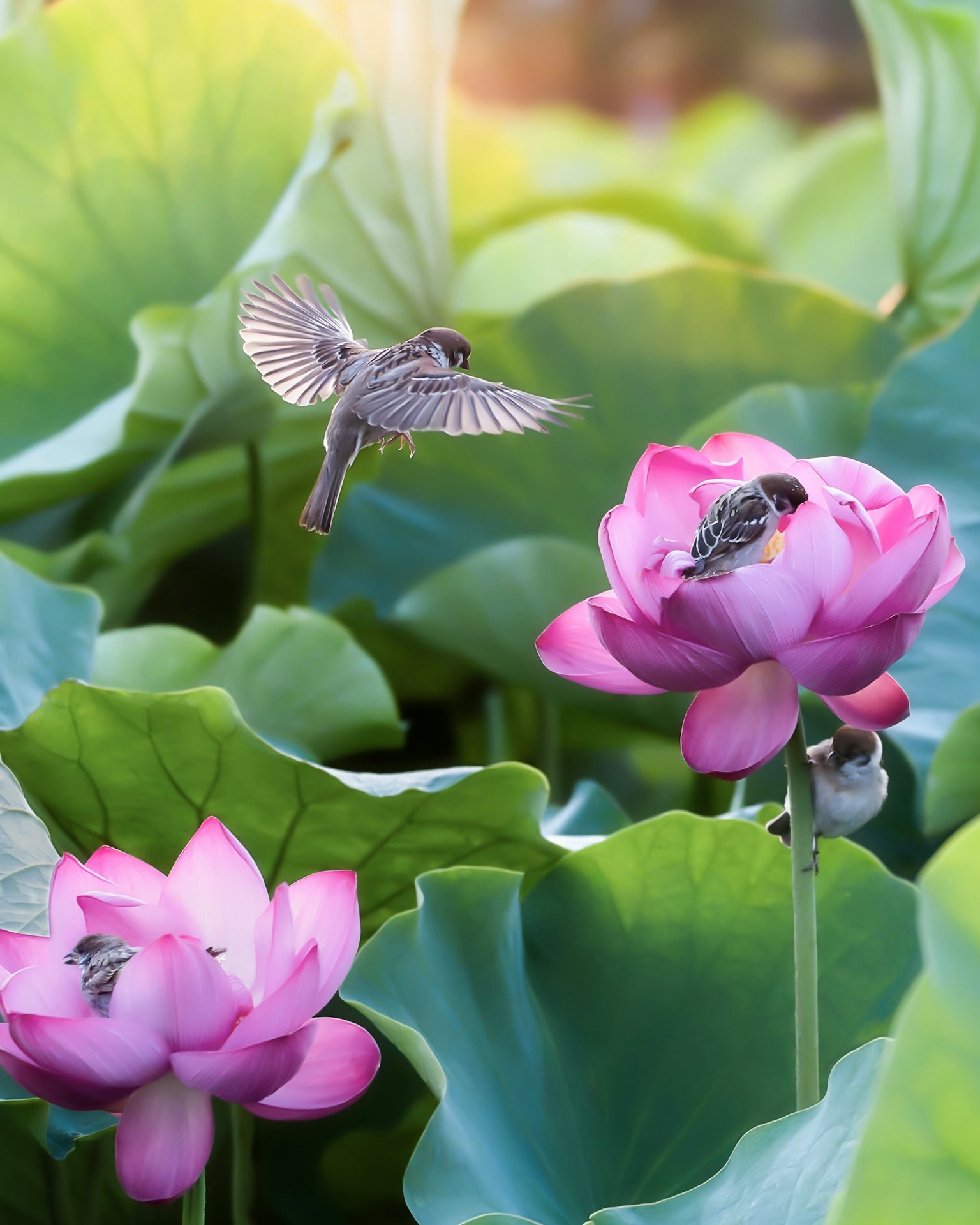 美しい蓮の花とその周りを飛ぶ小鳥の画像