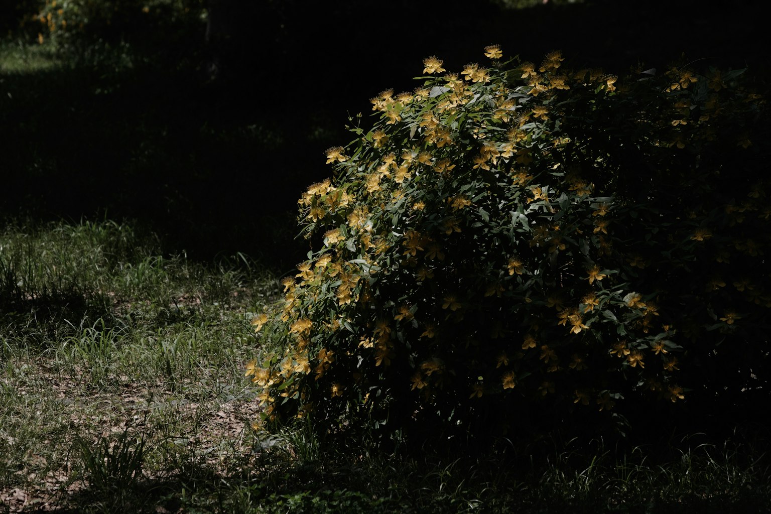 Un cespuglio basso con fiori gialli su uno sfondo scuro