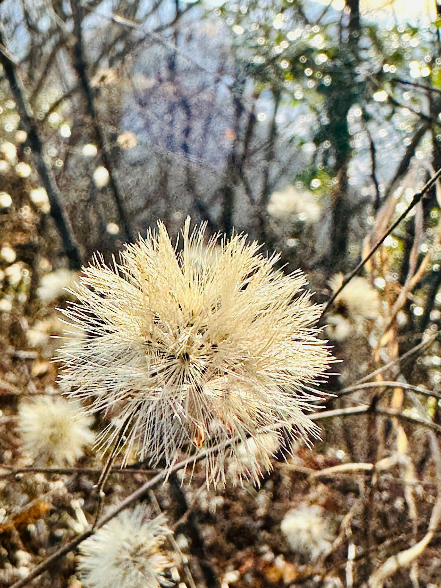 Planta blanca esponjosa que se asemeja a una flor en un entorno forestal