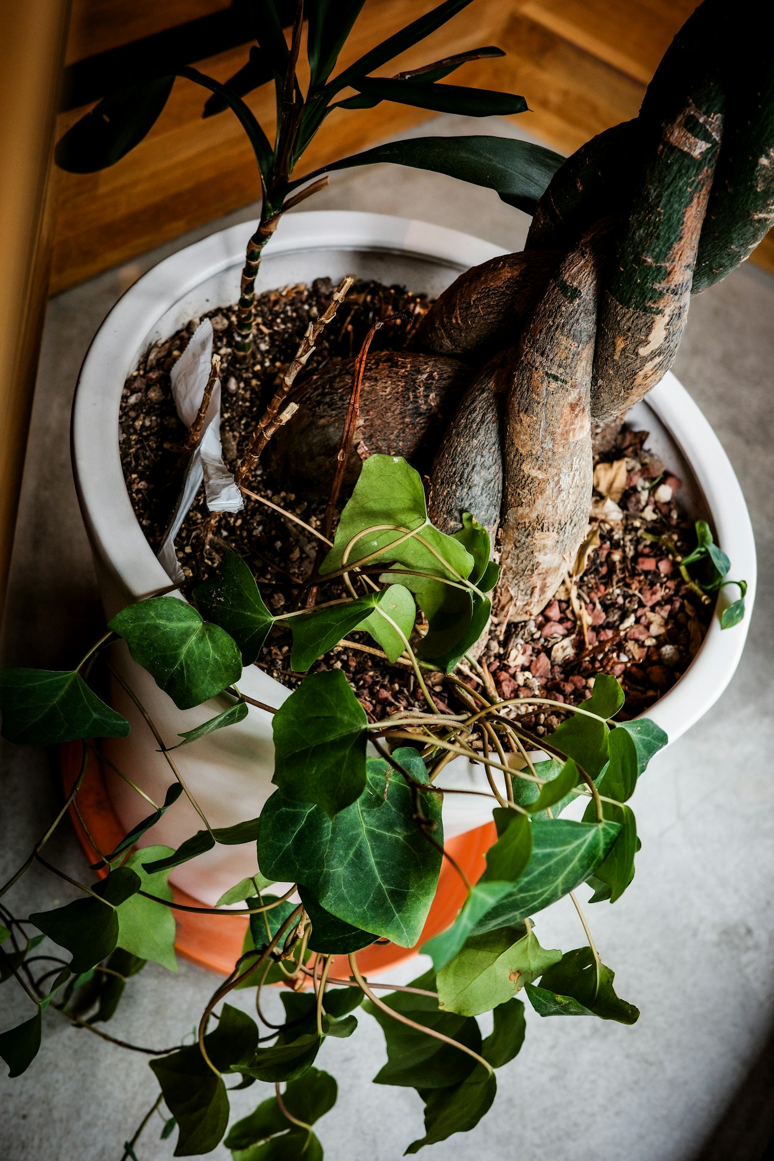 Gros plan d'une plante en pot avec des feuilles vertes