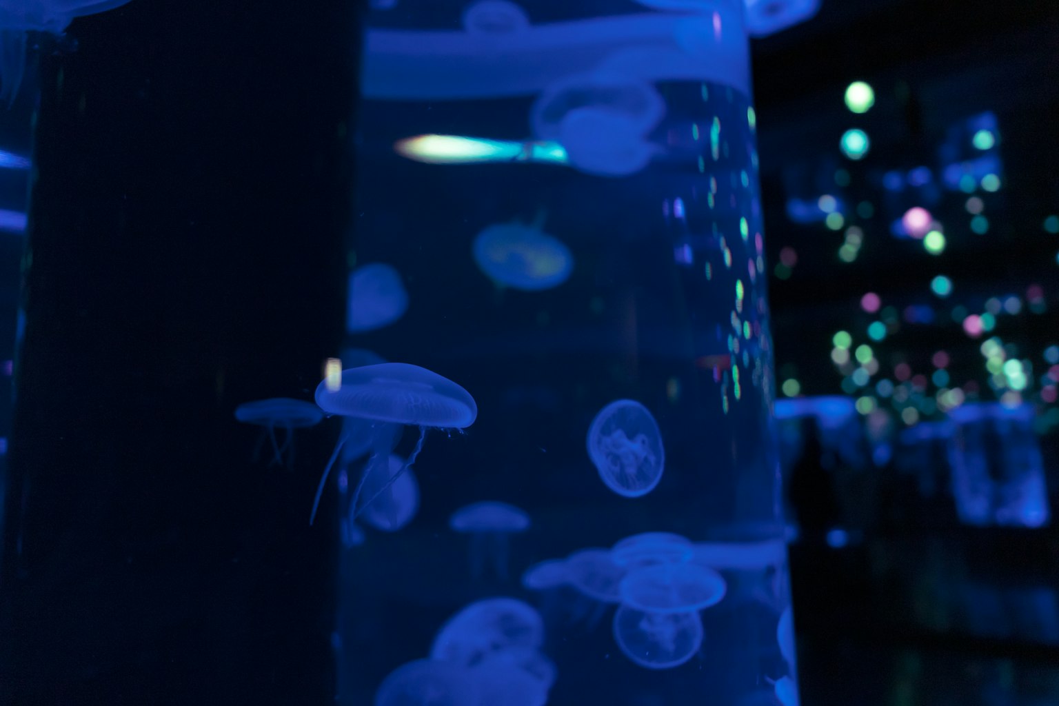 Jellyfish mengapung di dalam tangki biru dengan pencahayaan latar belakang yang dreamy