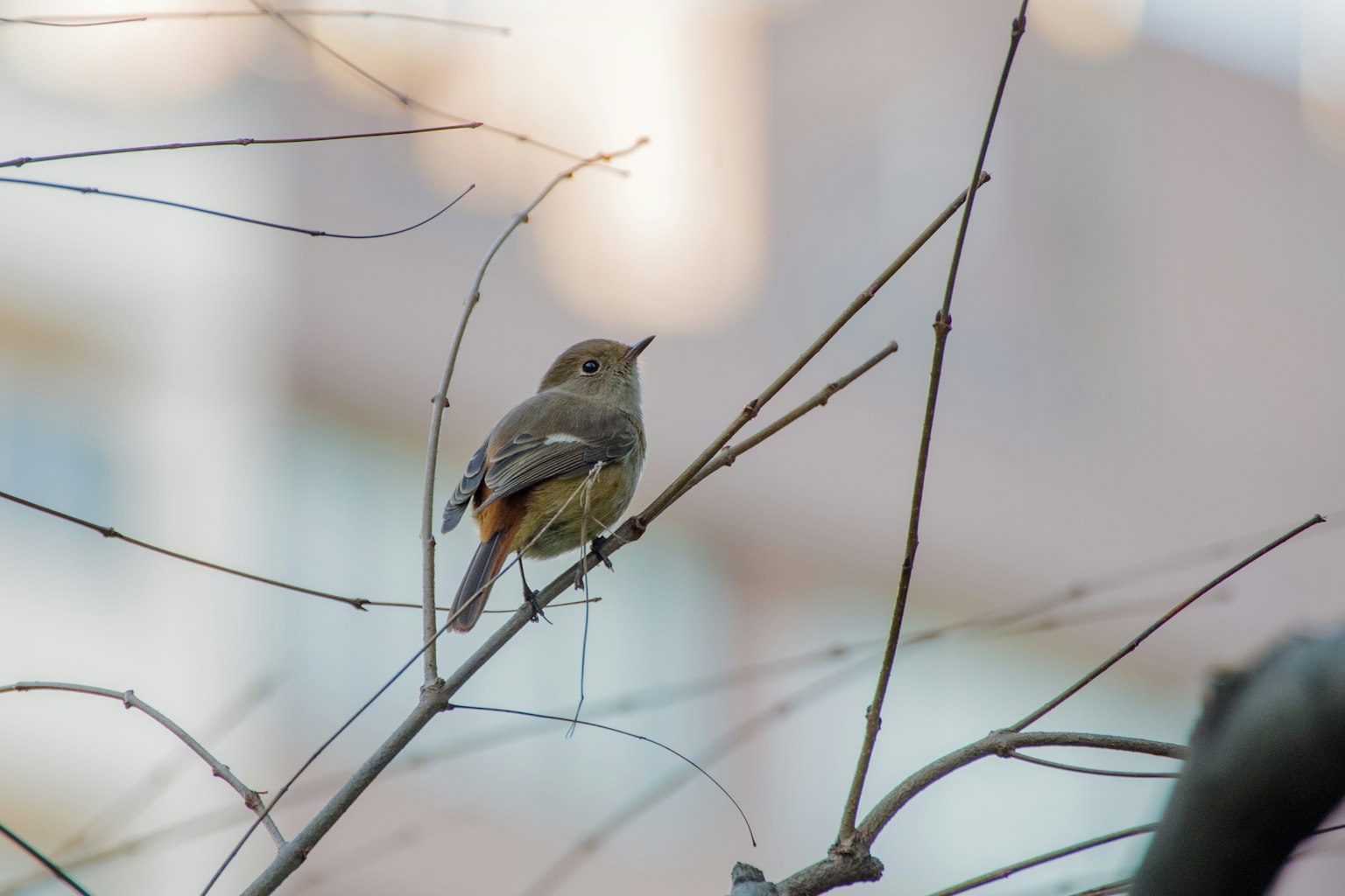 Un petit oiseau perché sur une branche avec un bâtiment flou en arrière-plan