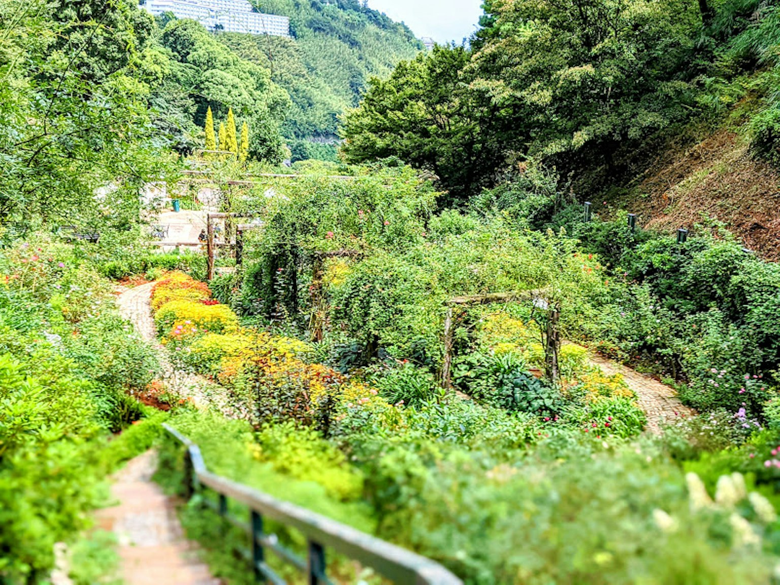 Sentiero di giardino rigoglioso con fiori vivaci e verde