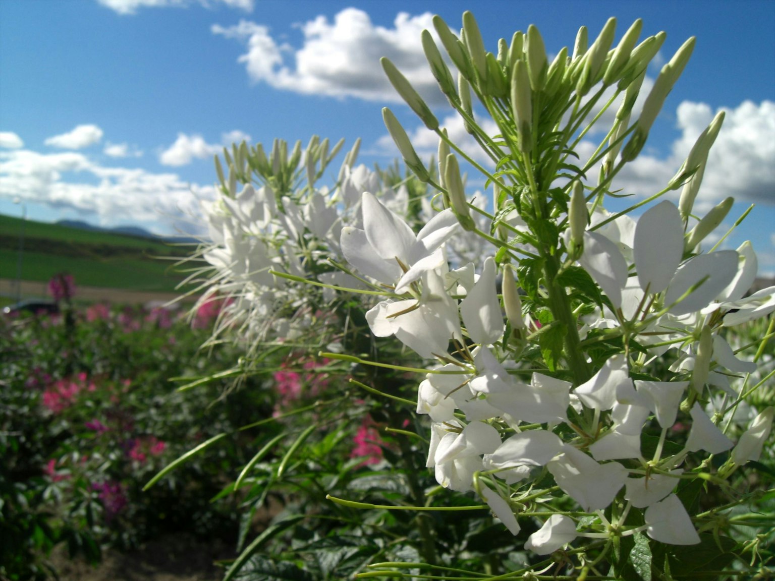 Field of white flowers with a blue sky and fluffy clouds