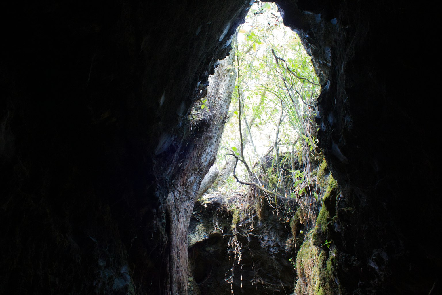 View of greenery and light from a cave opening