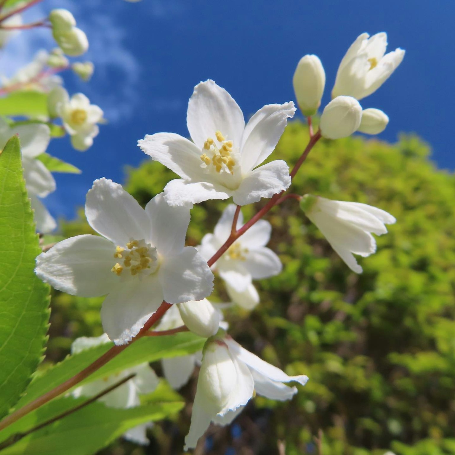 Delicate fiori bianchi che sbocciano contro un cielo blu brillante