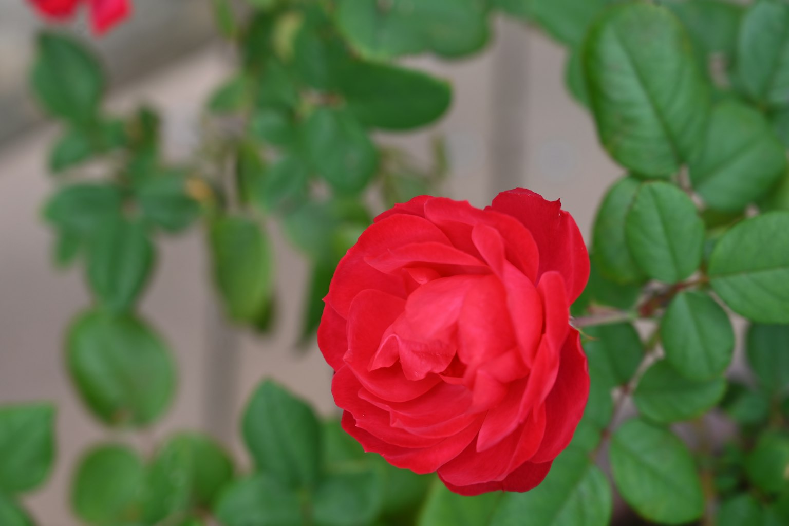 Close-up of a vibrant red rose surrounded by green leaves