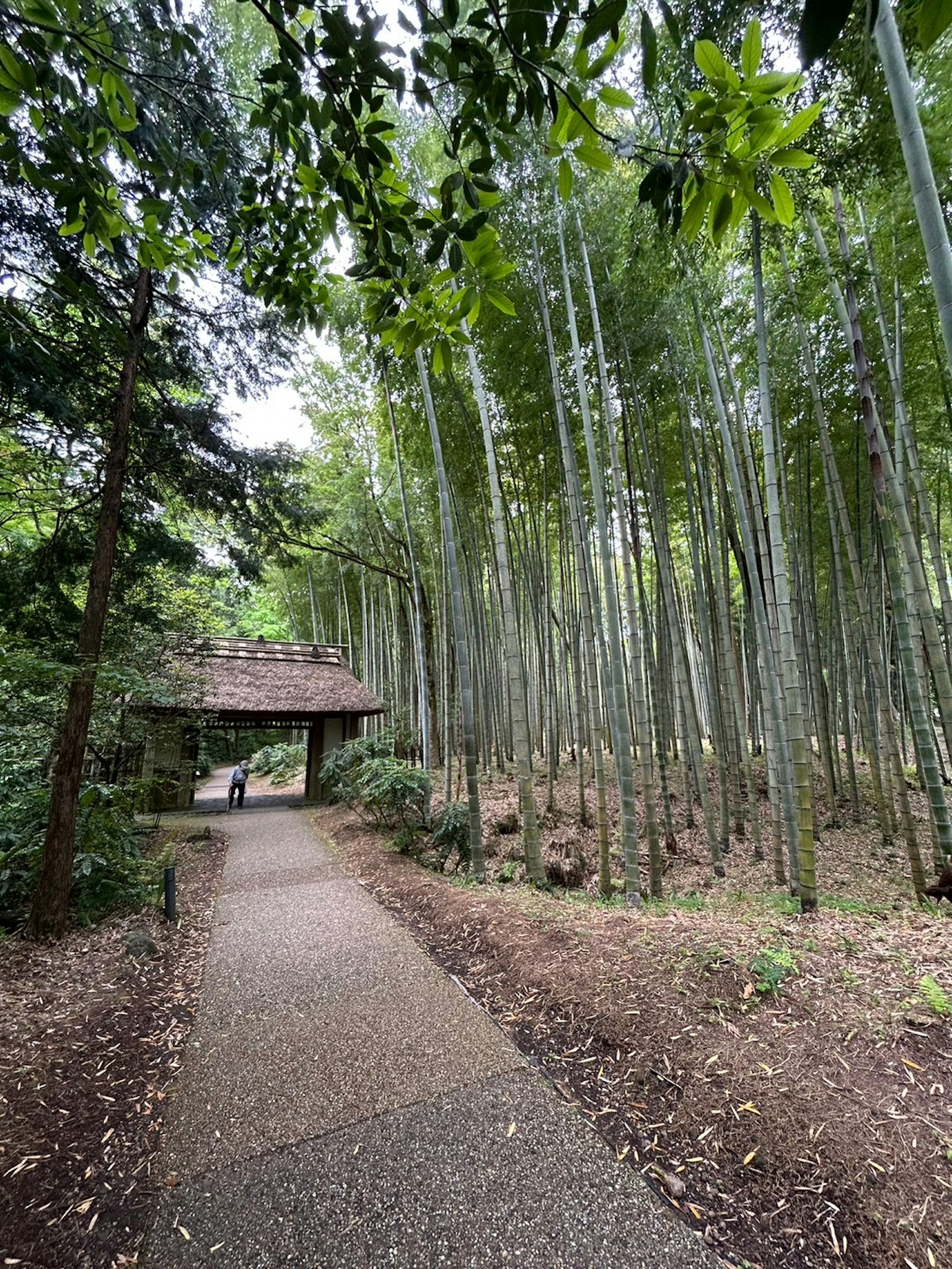 Pathway through a bamboo grove with a thatched-roof shelter