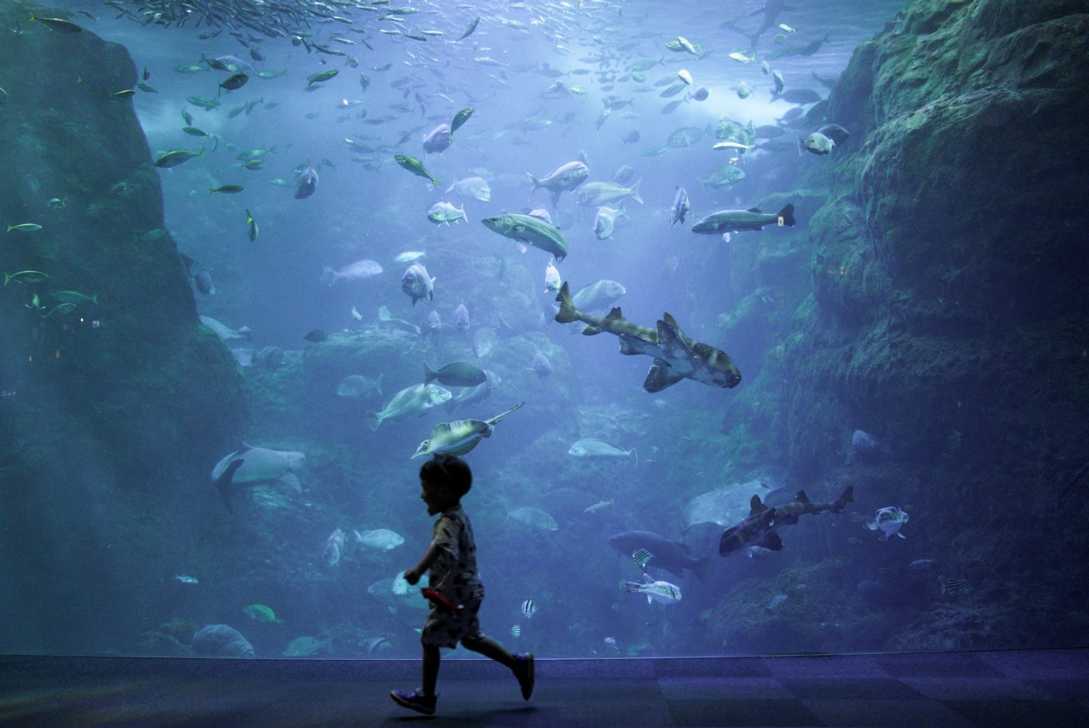 水族館中游動的魚群中奔跑的孩子的輪廓