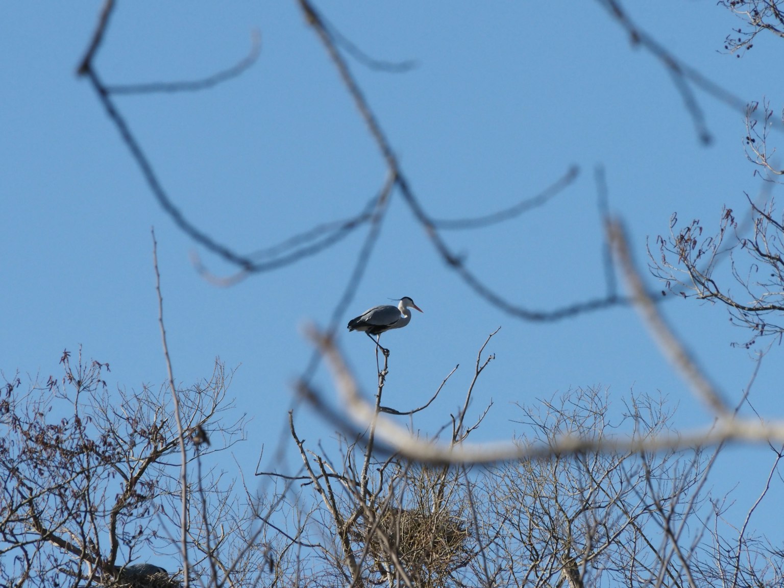 Un pájaro posado en una rama contra un cielo azul