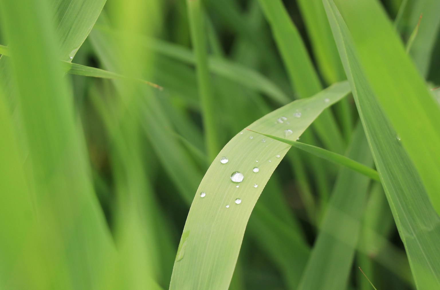 Primo piano di una foglia d'erba verde con gocce d'acqua