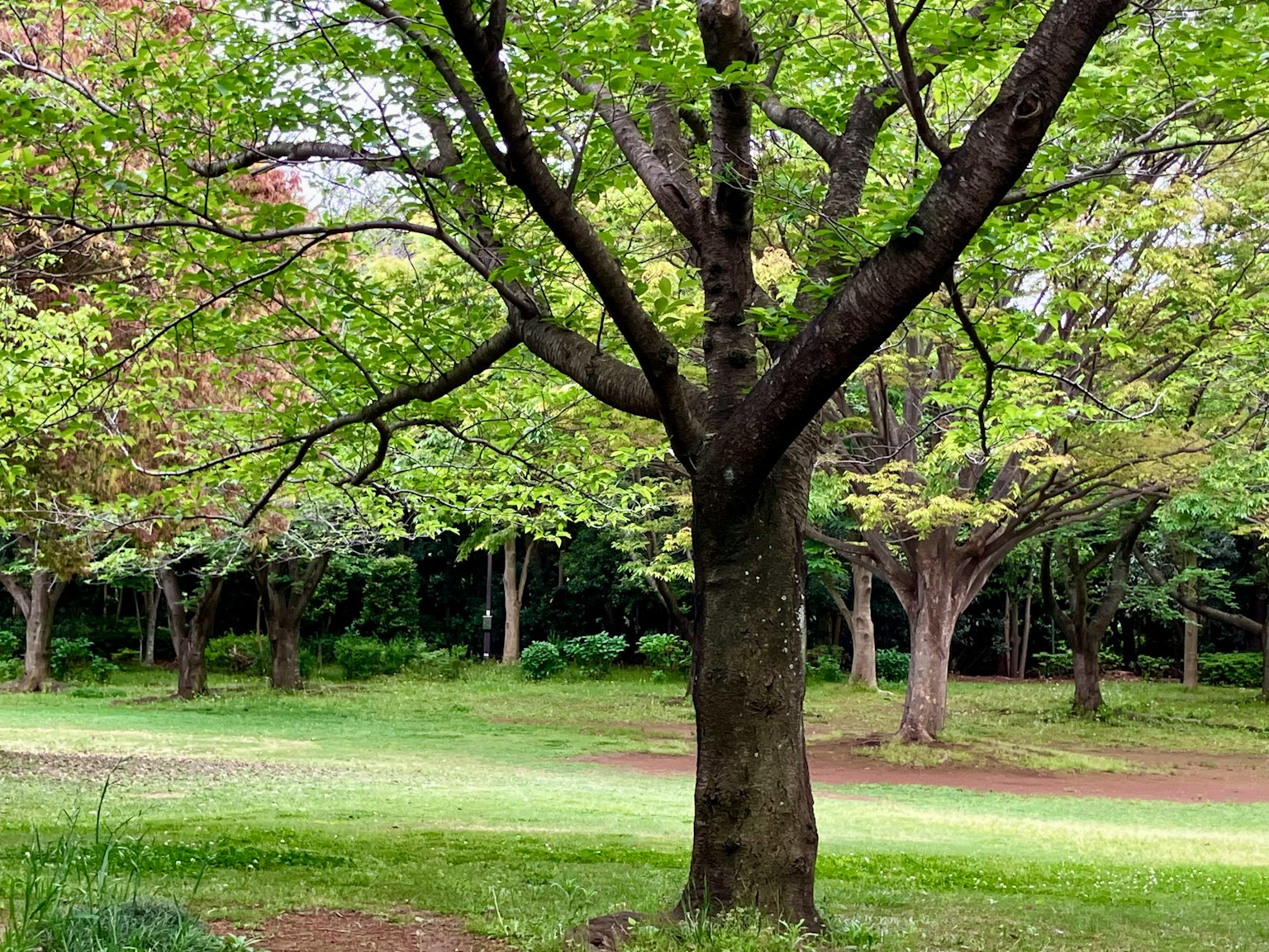 Grande albero in un parco verdeggiante circondato dalla natura
