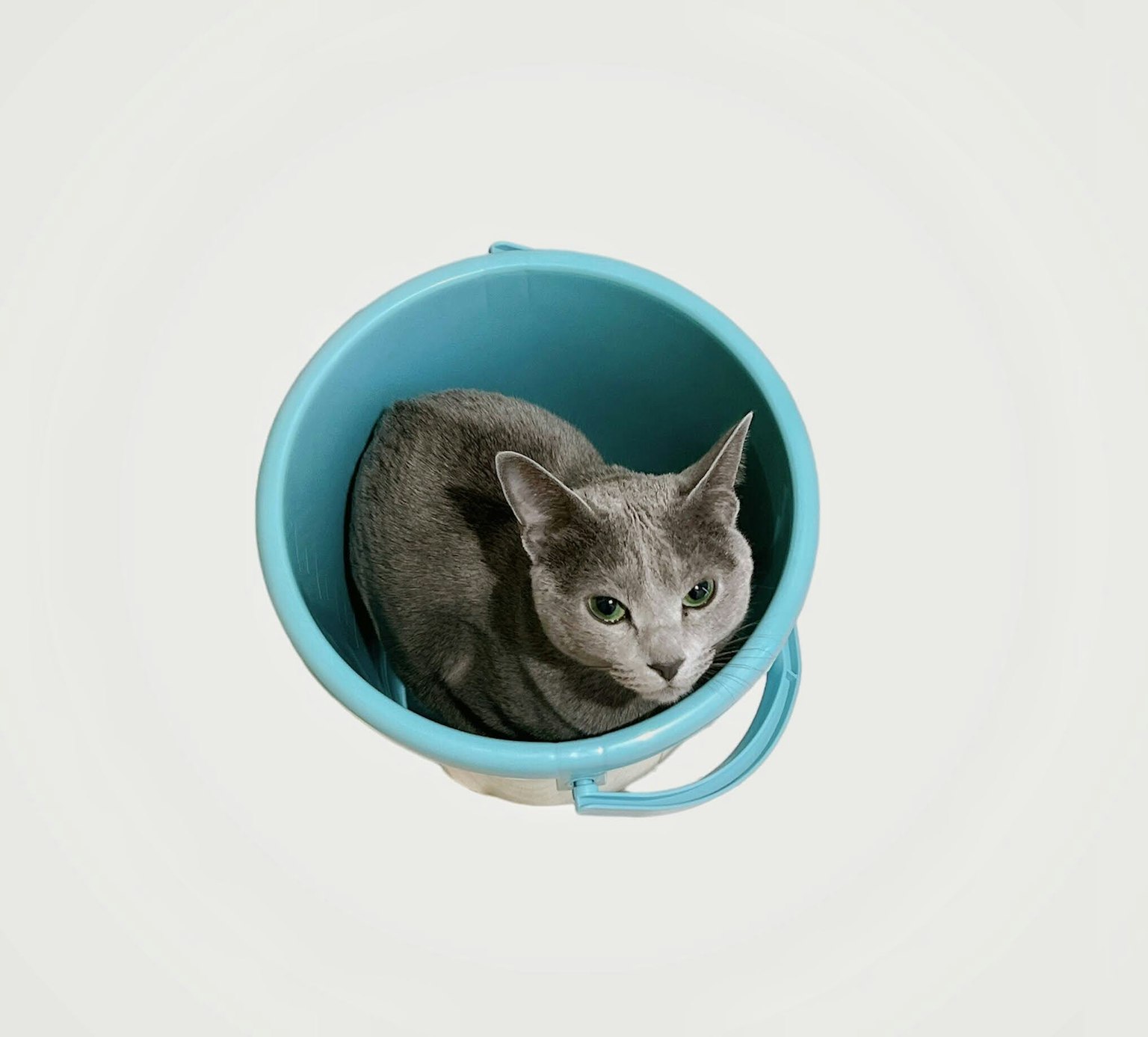 Kucing abu-abu duduk di ember biru
