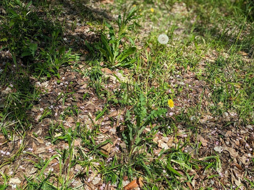 terreno naturale con erba e piccoli fiori selvatici