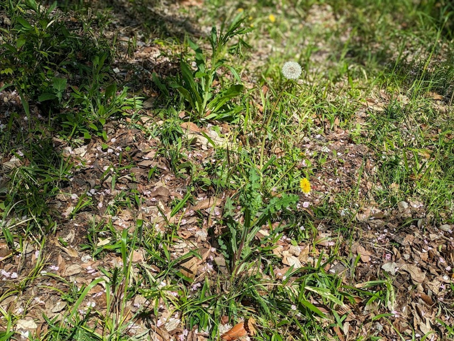 Foto di dente di leone e altre erbacce che crescono in un'area erbosa