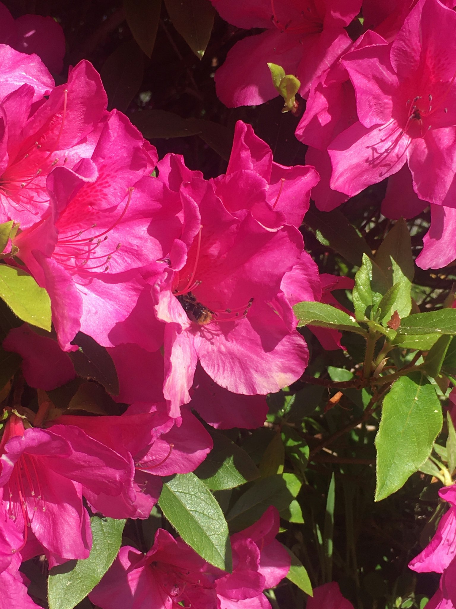 Flores de azalea rosa vibrante en floración